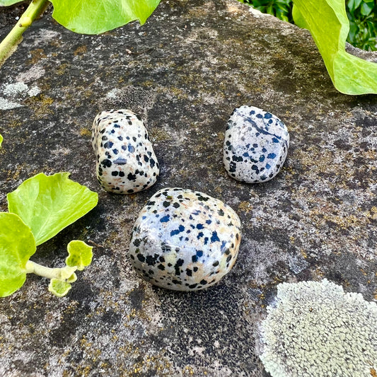 Dalmatian jasper tumbled stone