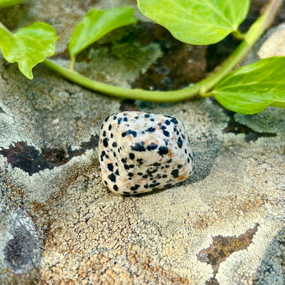 Dalmatian jasper tumbled stone